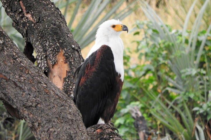 Full-Day Kruger Safari from Hazyview — Big Five in Southern Kruger photo 6