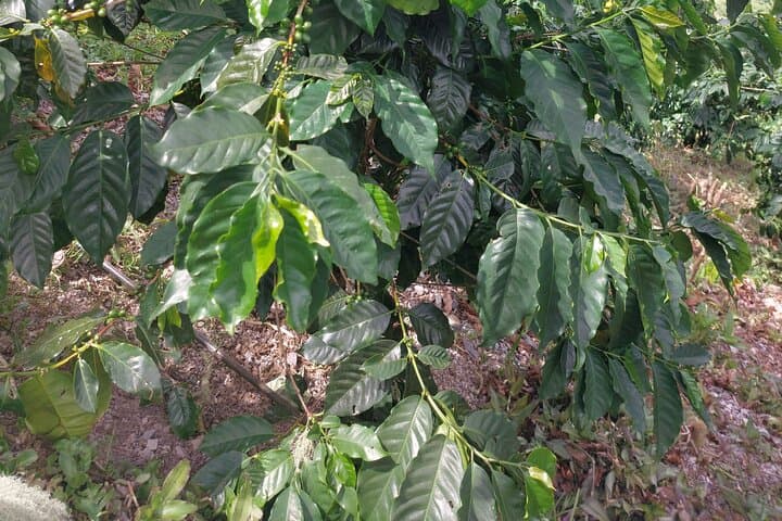 Blue Mountain Coffee Tour: Bean-to-Cup Adventure in Jamaica photo 2