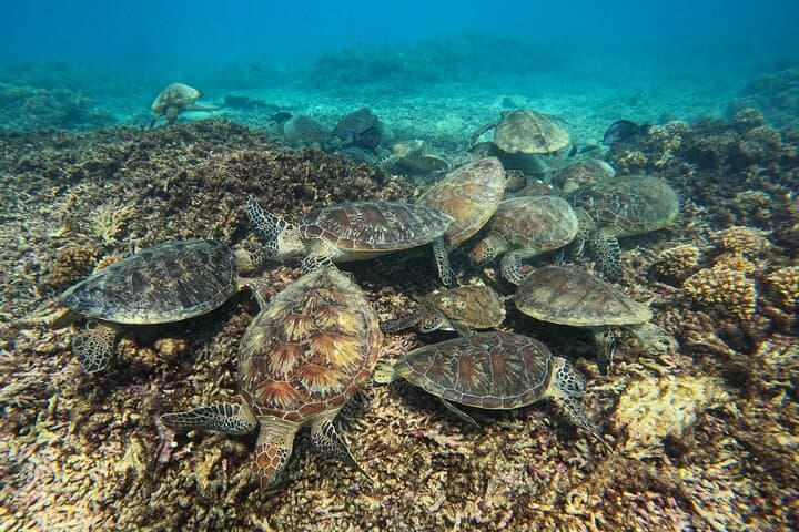 Daymaniat Islands Snorkeling: Turtles, Rays & Reefs from Muscat photo 2