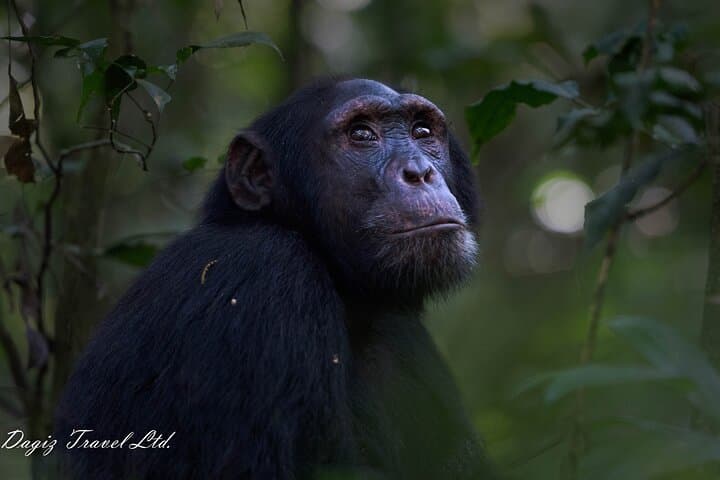 3-Day Bwindi Gorilla Trekking Experience in Uganda photo 6