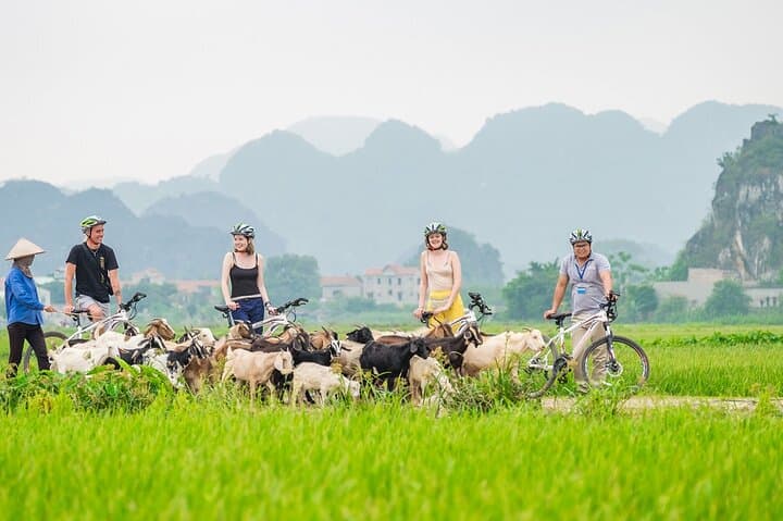 Ninh Binh Full-Day: Hoa Lu History, Tam Coc Sampans & Mua Cave Panorama