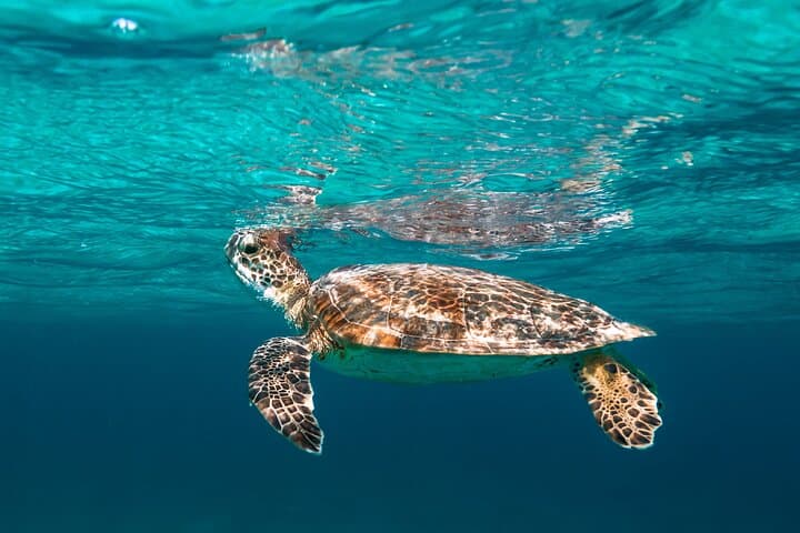 Private Half-Day REVOLVE Boat & Snorkeling Tour in Bonaire — Klein Bonaire & Coral Reefs photo 3