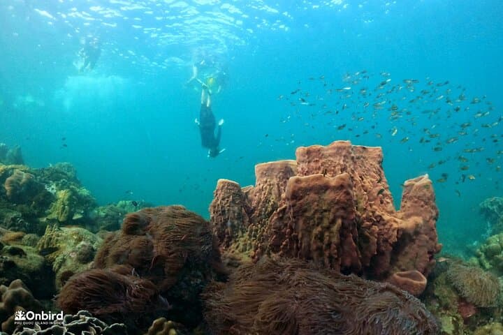 Private Snorkeling Adventure at Half-Moon Reef & Coral Mountain, Phu Quoc photo 4