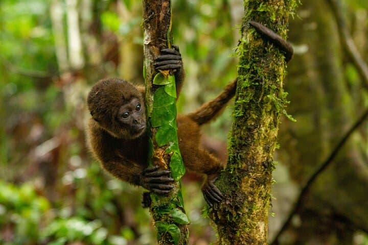 3-Day Amazon Rainforest Tour from Quito to Napo: Eco-Lodge Adventure near Misahuallí