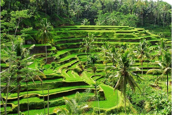 Discover Ubud: 2-Day Private Cultural and Nature Tour in Bali