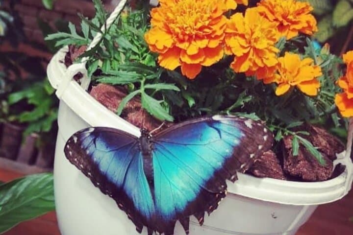 Dubai Butterfly Garden Guided Tour with Optional Transport photo 6