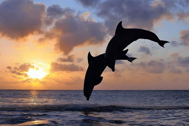 Lovina Sunrise Dolphin Watching & North Bali Day Tour — Lovina, Tamblingan & Ulun Danu photo 5