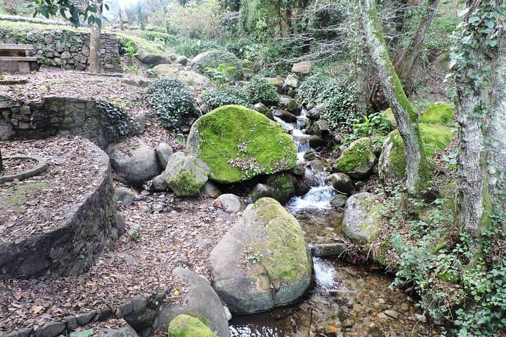 Monchique Forest Hike & Medronho Tasting — Private Day Trip from Lagos