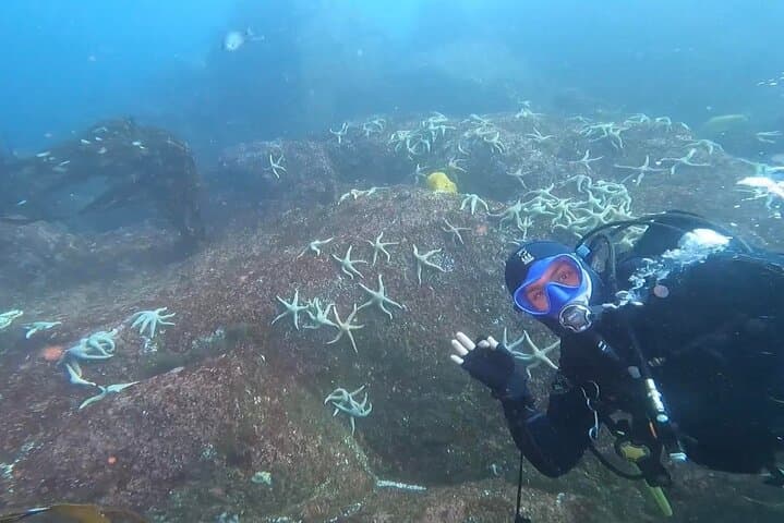 Quintay Scuba Diving Excursion — Beginner-Friendly Dives from Valparaíso photo 3