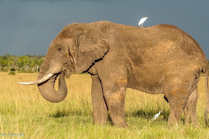 3-Day Masai Mara Big Five Safari: Game Drives, Migration & Practical Tips