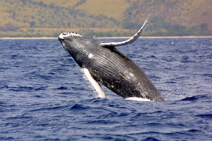Uvita Whale & Dolphin Watching at Marino Ballena National Park — Boat Tour Guide photo 4