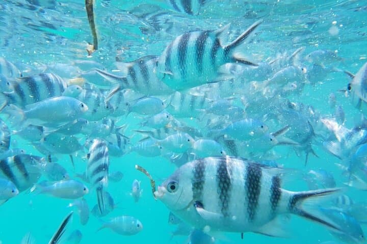 Half-Day Private Dolphins & Snorkeling Tour to Mnemba Island from Muyuni Beach photo 6