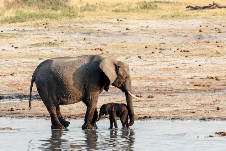Chobe Day Trip from Victoria Falls — Big Five Safari & River Cruise in a Day photo 2