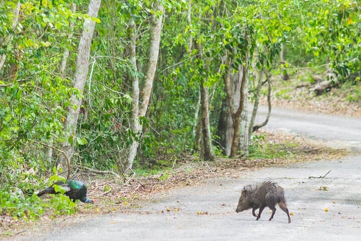 Calakmul Expedition from Mérida — 3-Day Birding & Maya Culture Tour photo 3