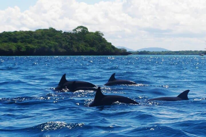 Nungwi Dolphin & Turtle Tour with Sunset Dhow Cruise — Swim with Turtles and Sunset Snorkel in Zanzibar
