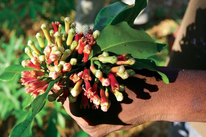 Zanzibar Spice Farm & Stone Town Walking Tour — History, Flavors & Local Life photo 4