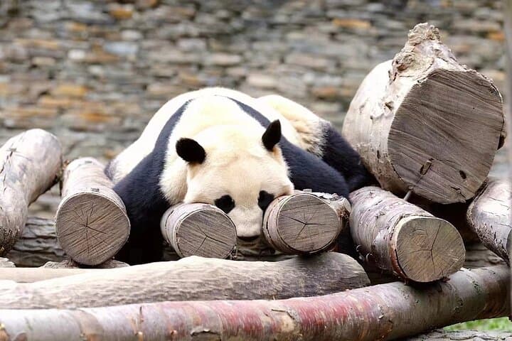 Chengdu Giant Panda Breeding Research Base: Visitor Ticket & Practical Guide photo 4