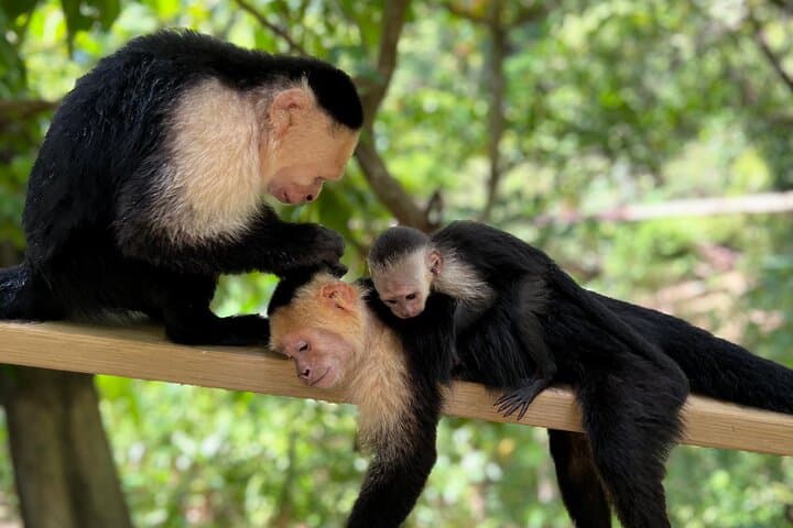 Roatán Zipline, Monkey & Sloth Park: Canopy Zip and Island Culture Tour photo 6