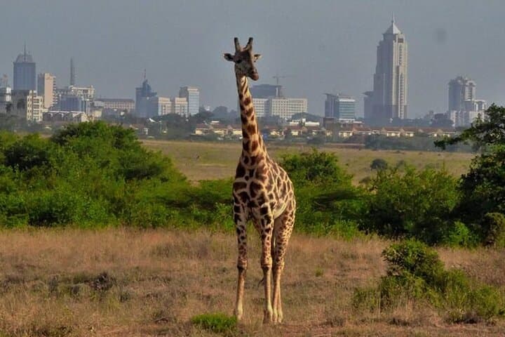 Giraffe Centre Guided Tour Nairobi - Meet Rothschild's Giraffes