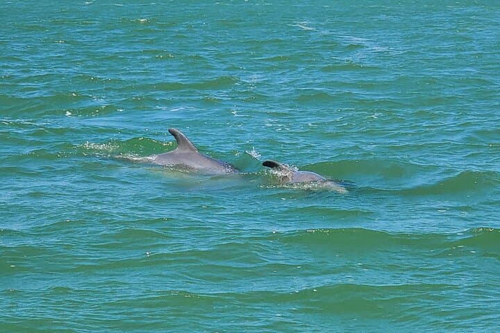 Fort Myers Beach Dolphin & Sightseeing Tiki Cruise — 90-Minute Mangrove & Mound Key Tour photo 6
