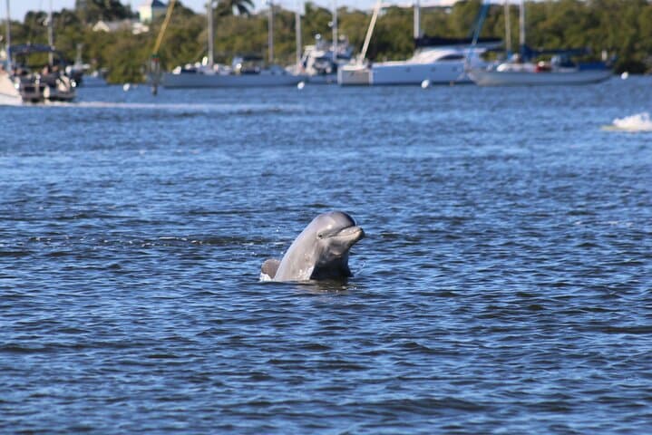 Fort Myers Beach Dolphin & Sightseeing Tiki Cruise — 90-Minute Mangrove & Mound Key Tour photo 2