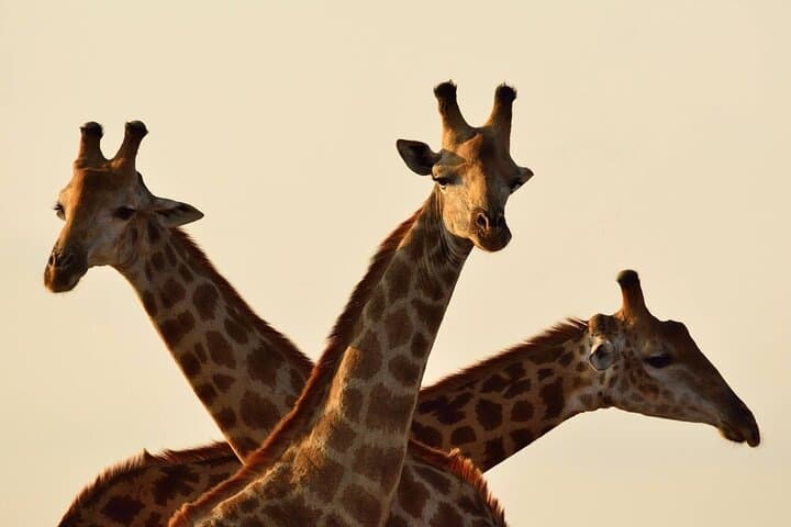 Up Close with Rothschild's: Giraffe Centre Half-Day from Nairobi photo 2