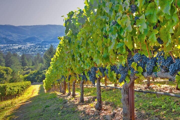 Arrábida Wine Trail from Lisbon: Coastal Vines, Cheese & Scenic Cliffs photo 4