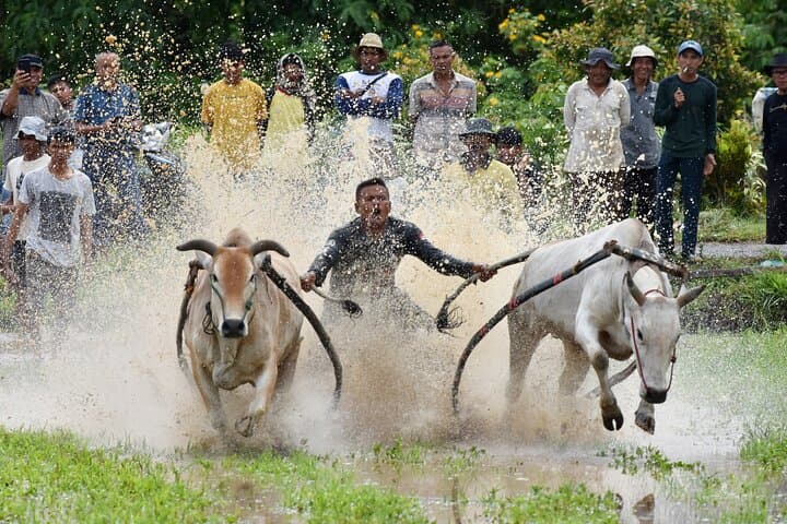 9-Day Padang to Mentawai Cultural Immersion: Mentawai Tribe, Harau Valley & Bukittinggi photo 5