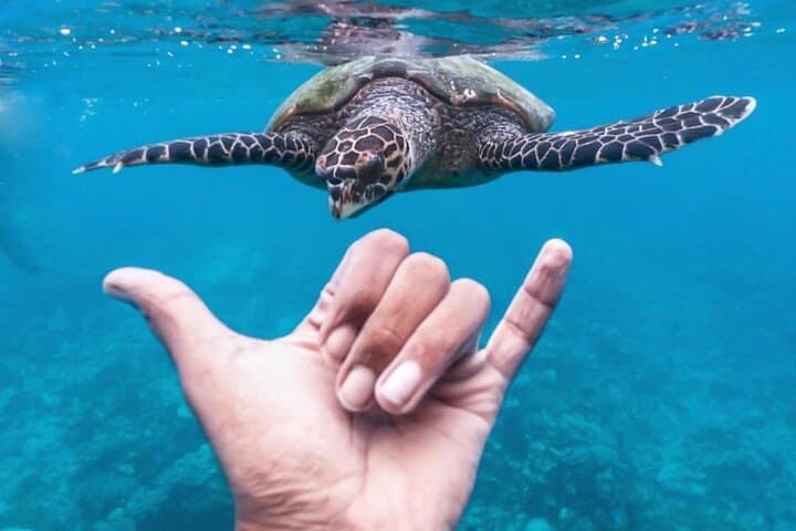 Ukulhas 3-Point Snorkel: Speedboat Reefs, Turtles & Clownfish photo 4