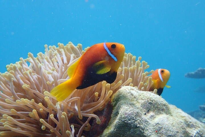 Ukulhas 3-Point Snorkel: Speedboat Reefs, Turtles & Clownfish photo 6