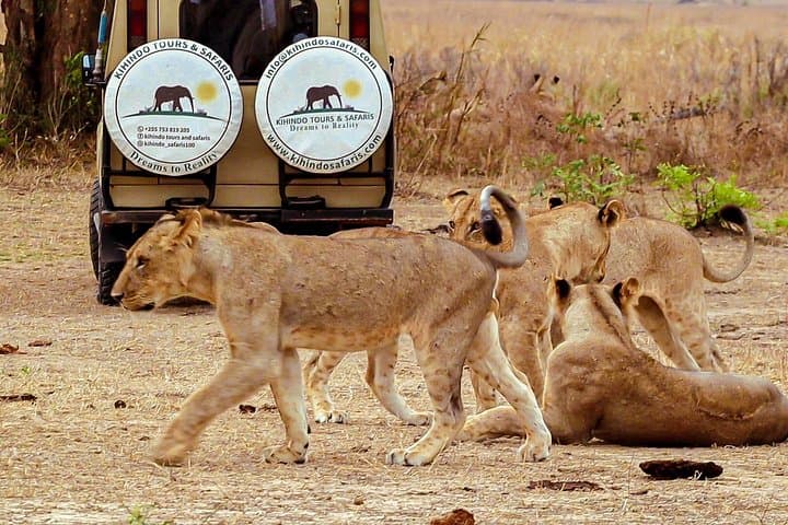 4-Day Safari to Mikumi National Park: Wildlife, Routes & Practical Guide photo 1