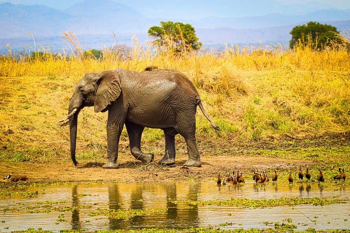 4-Day Safari to Mikumi National Park: Wildlife, Routes & Practical Guide photo 3