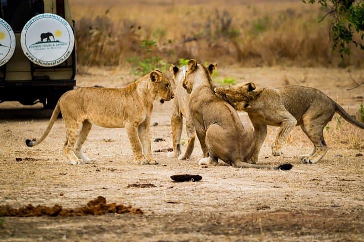 4-Day Safari to Mikumi National Park: Wildlife, Routes & Practical Guide photo 4