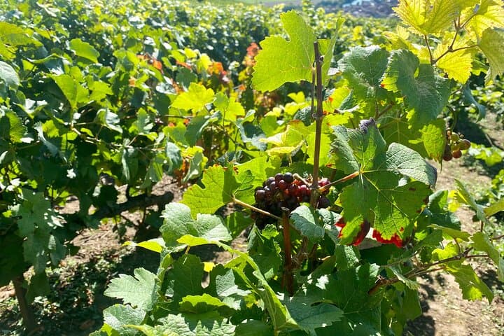 Private Champagne Day Tour from Paris to Moët & Chandon and Nicolas Feuillatte photo 6