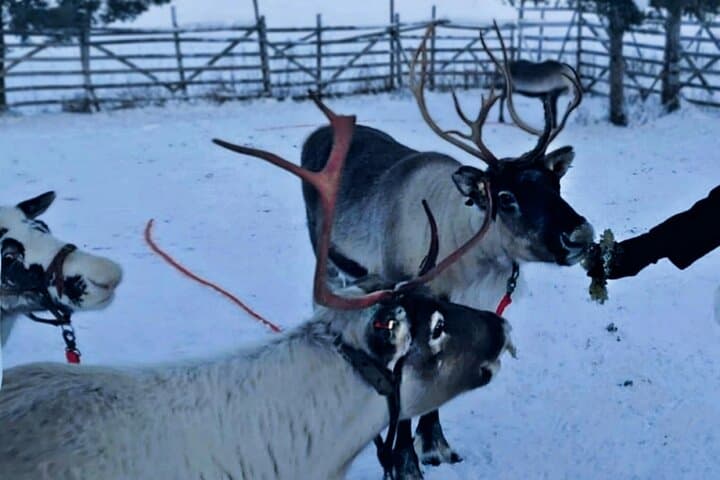 Levi Reindeer Safari: Sledge Ride and Reindeer Farm Visit in Lapland photo 4