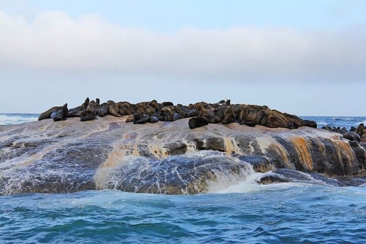 Cape Peninsula & Boulders Beach: Full-Day Private Tour from Cape Town photo 6