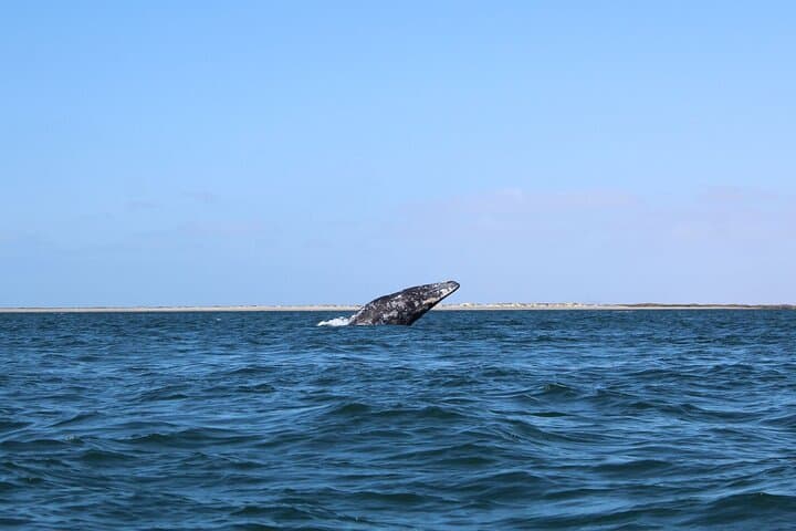 Full-Day Gray Whale Watching from La Paz to Puerto Chale photo 5