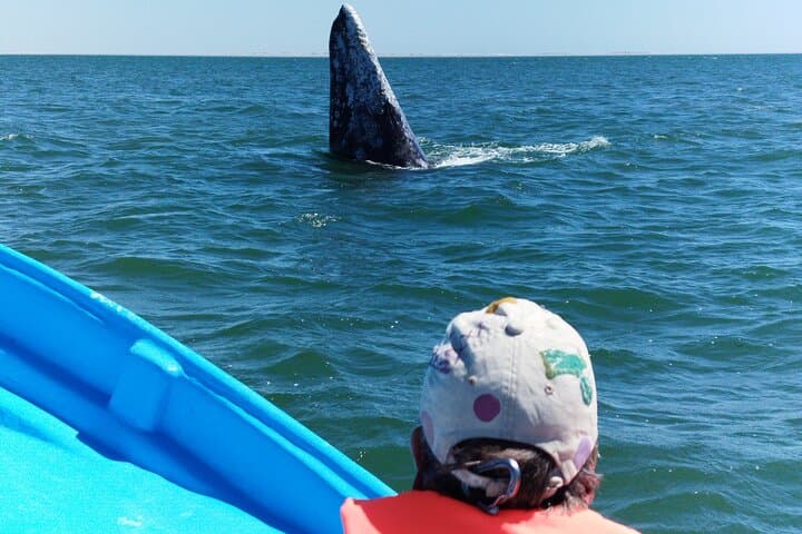 Full-Day Gray Whale Watching from La Paz to Puerto Chale photo 6