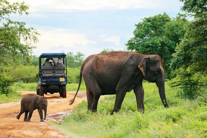 Udawalawe Safari: Full-Day Elephant and Wildlife Safari from Udawalawe photo 4