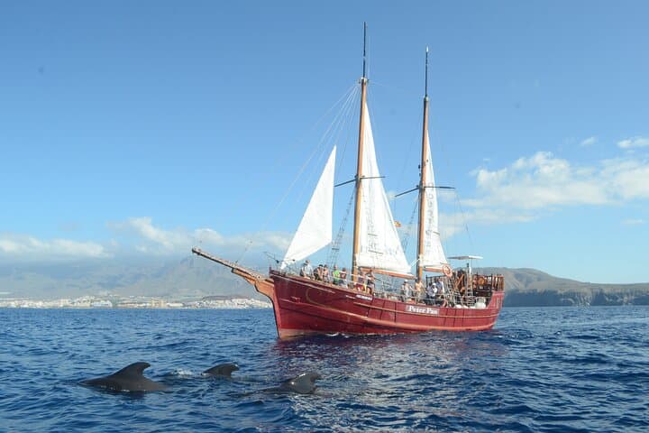 Pirate Ship Whale Safari in Tenerife — Los Cristianos Boat Cruise & Swim