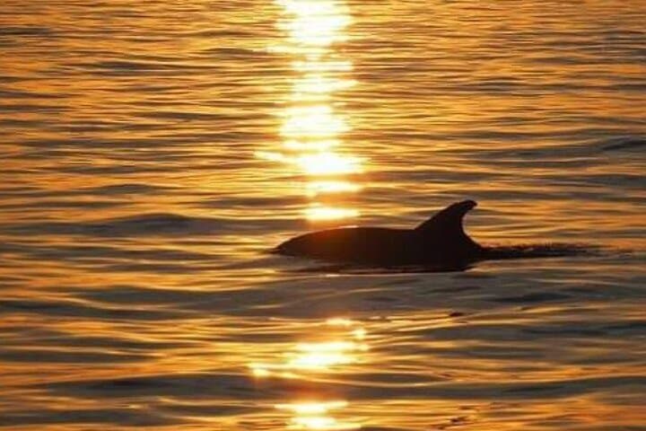 Poreč Dolphin-Watching Sunset Cruise — Romantic Boat Trip on the Istrian Coast photo 6
