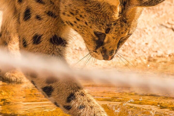 Up Close with Servals: African Cat Keeper Experience at Werribee Open Range Zoo photo 4