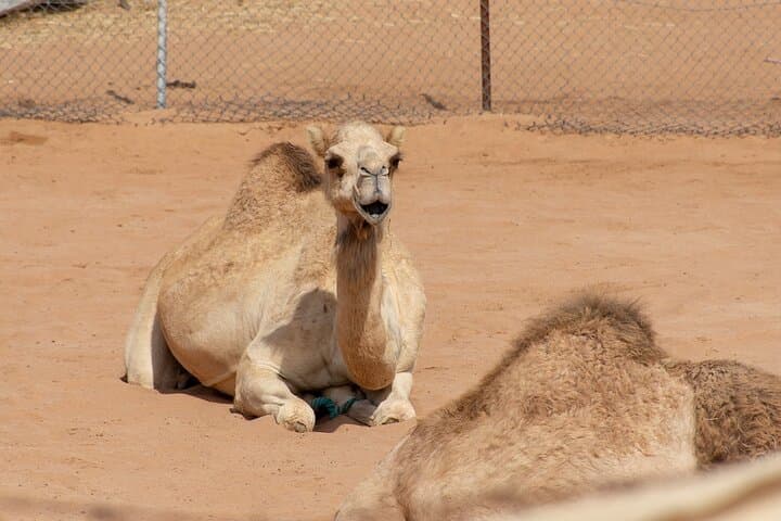 Half-Day Ras Al Khaimah City Tour: Forts, Old Souk & Coastal Drives photo 4