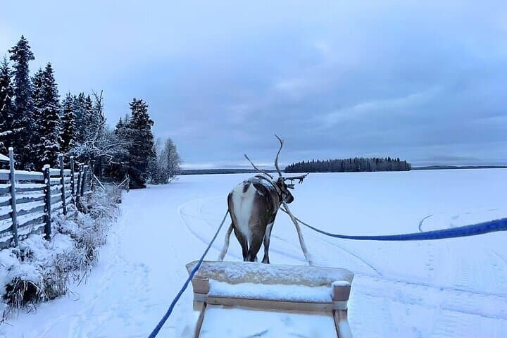 Levi Reindeer Safari: Sledge Ride and Reindeer Farm Visit in Lapland photo 6