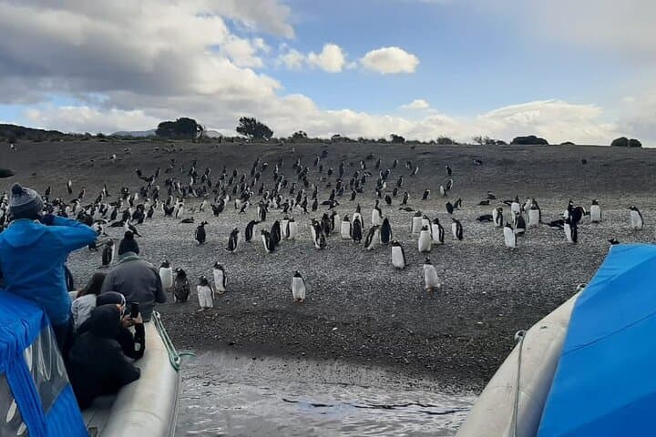 Ushuaia Penguin and Centolla Tour in 4x4 — Beagle Channel Wildlife & Seafood Day Trip