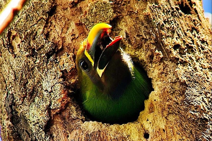Monteverde Toucan-Watching Tour: Spot Keel-Billed & Emerald Toucans in the Cloud Forest photo 3