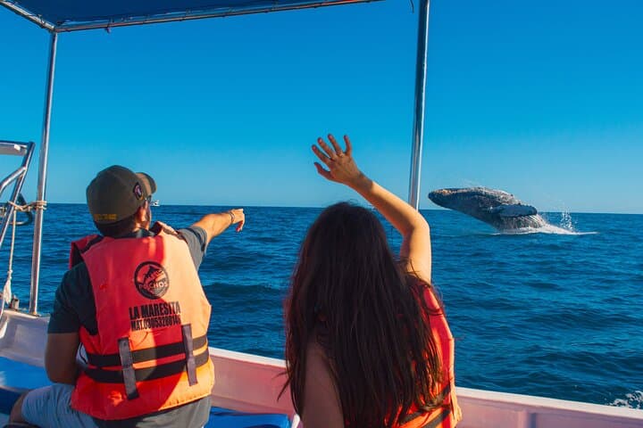 Cabo San Lucas 2‑Hour Whale Watching: See El Arco and Pacific Humpbacks