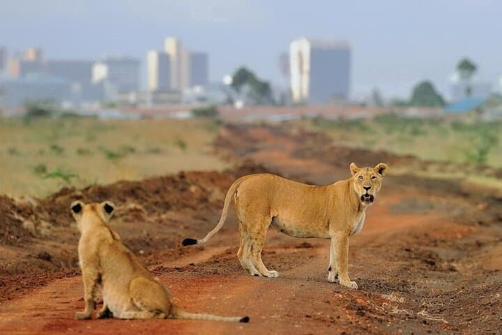 Evening Game Drive at Nairobi National Park: A Safari on the City’s Edge photo 6
