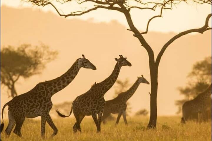 Full-Day Mikumi Safari from Zanzibar: Wildlife, Flights & Spice Farm Add-On