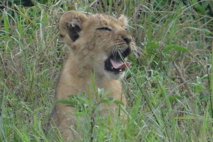 14-Day Uganda Safari: Gorillas, Chimp Trails & Nile Wildlife photo 6